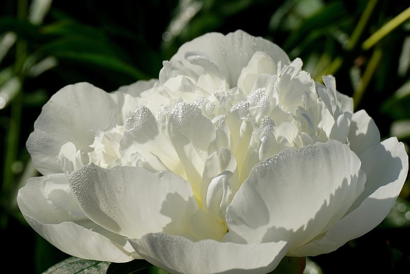 Ethereal Peonies