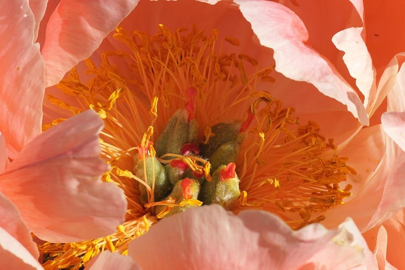 Ethereal Peonies